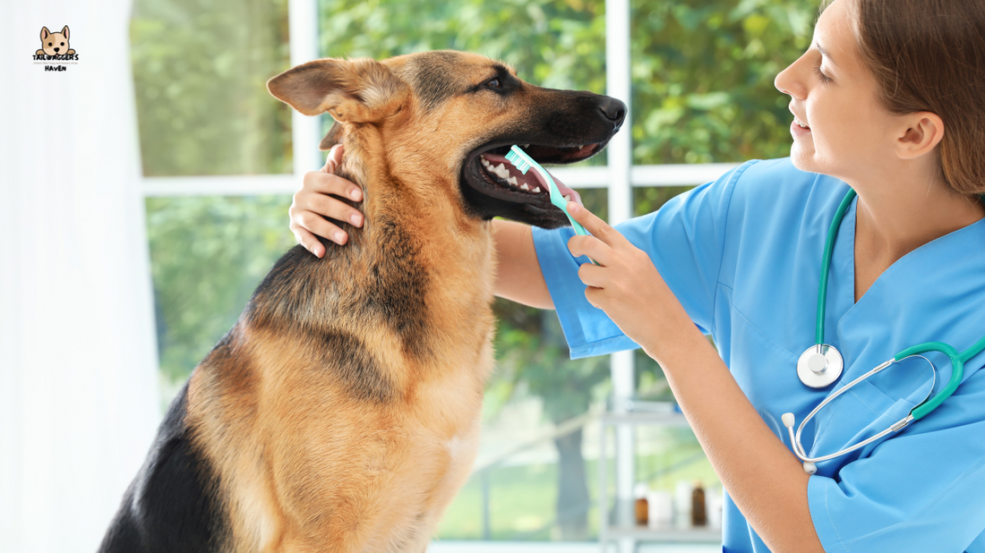 Veterinarian brushing a dog's teeth during a dental check-up