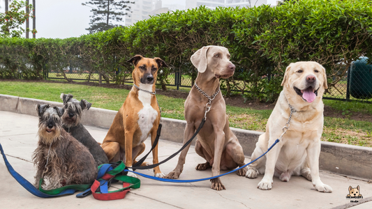 Various dog breeds showcasing different sizes and temperaments, helping pet owners choose the right breed for their lifestyle