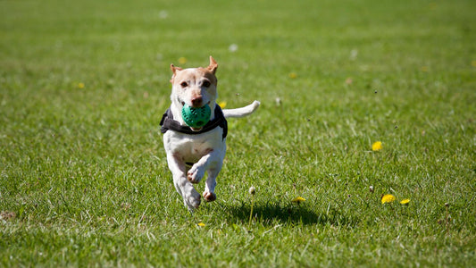 Happy and heathy dog